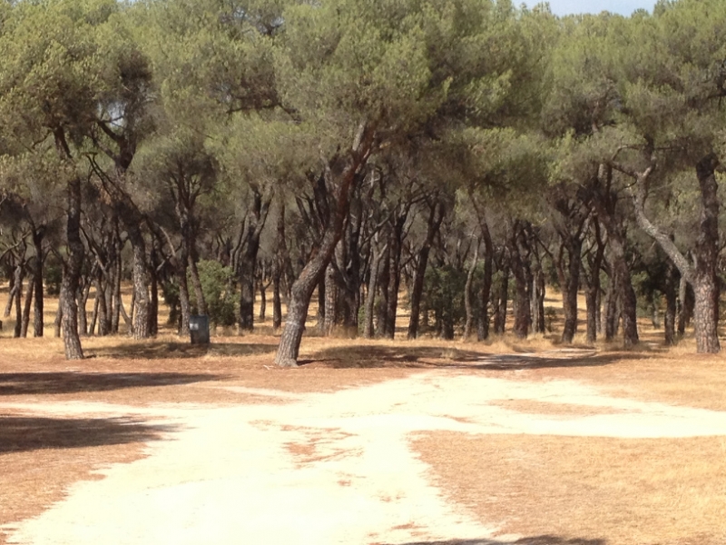 0684 park trees Madrid