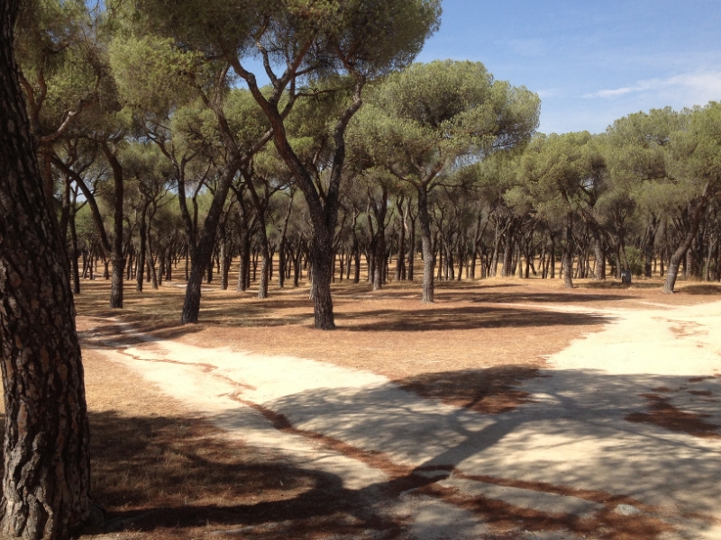 0685 park trees Madrid