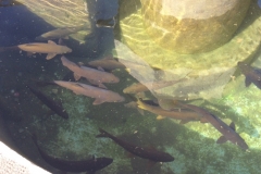 0433 I fishpond