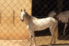 0433 M white horse