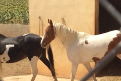 0433 N white horse