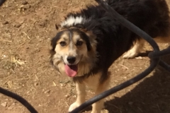 0433 O dog