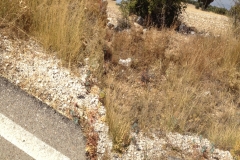 0482 roadside