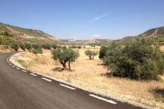 0510 trees