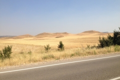 0546 yellow fields