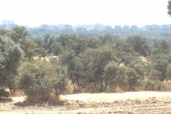 0682 trees Madrid