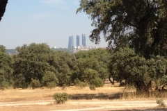 0683 trees Madrid