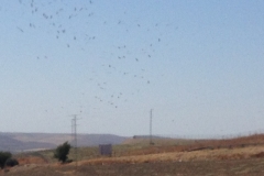 1165 hills