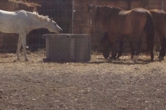 1245 horses