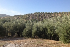 1269 trees