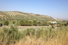 1271 hills and trees
