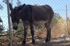 1303 donkey