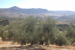 1329 Scenery