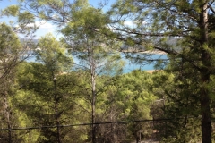 1331 lake through trees