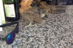 1334 bird