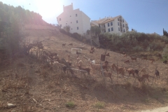 1420 Animals