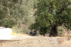 1427 bike shade & scenery