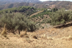 1498 26-9 Frigiliana?