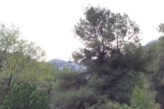 1531 scenery