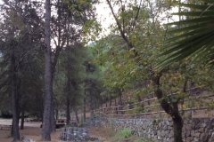 1533 trees