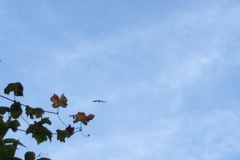 0142 2-9-16 eagles 8