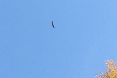 0143 2-9-16 eagles