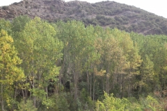 0328 trees