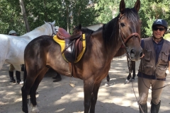 0426 N horses Andaluz