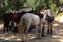0426 P horses Andaluz