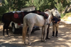 0426 Q horses Andaluz