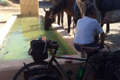 0426 S horses Andaluz