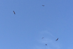 0426 T Vultures