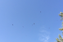 0426 U Vultures