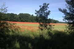 9435 27-6 Poppy field