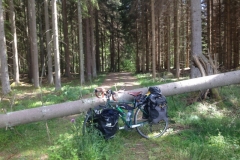 9437 27-6 Fallen tree r