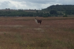 9499 2-7 ilonely llama