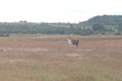 9500 2-7 ilonely llama