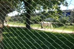 8819 18-5 white horse