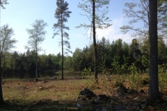 8872 20-5 trees