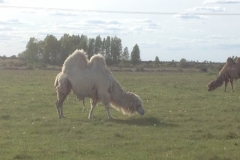 8943 22-5 camel
