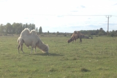 8944 22-5 camels