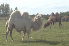 8946 22-5 camels