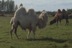 8947 22-5 camels