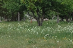 8999 30-5 deer