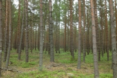 9002 30-5 trees