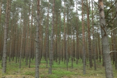 9003 30-5 trees