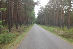 9004 30-5 road through trees