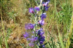 9034 2-6 flower