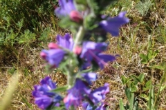 9035 2-6 flower