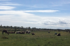 9036 2-6 camels